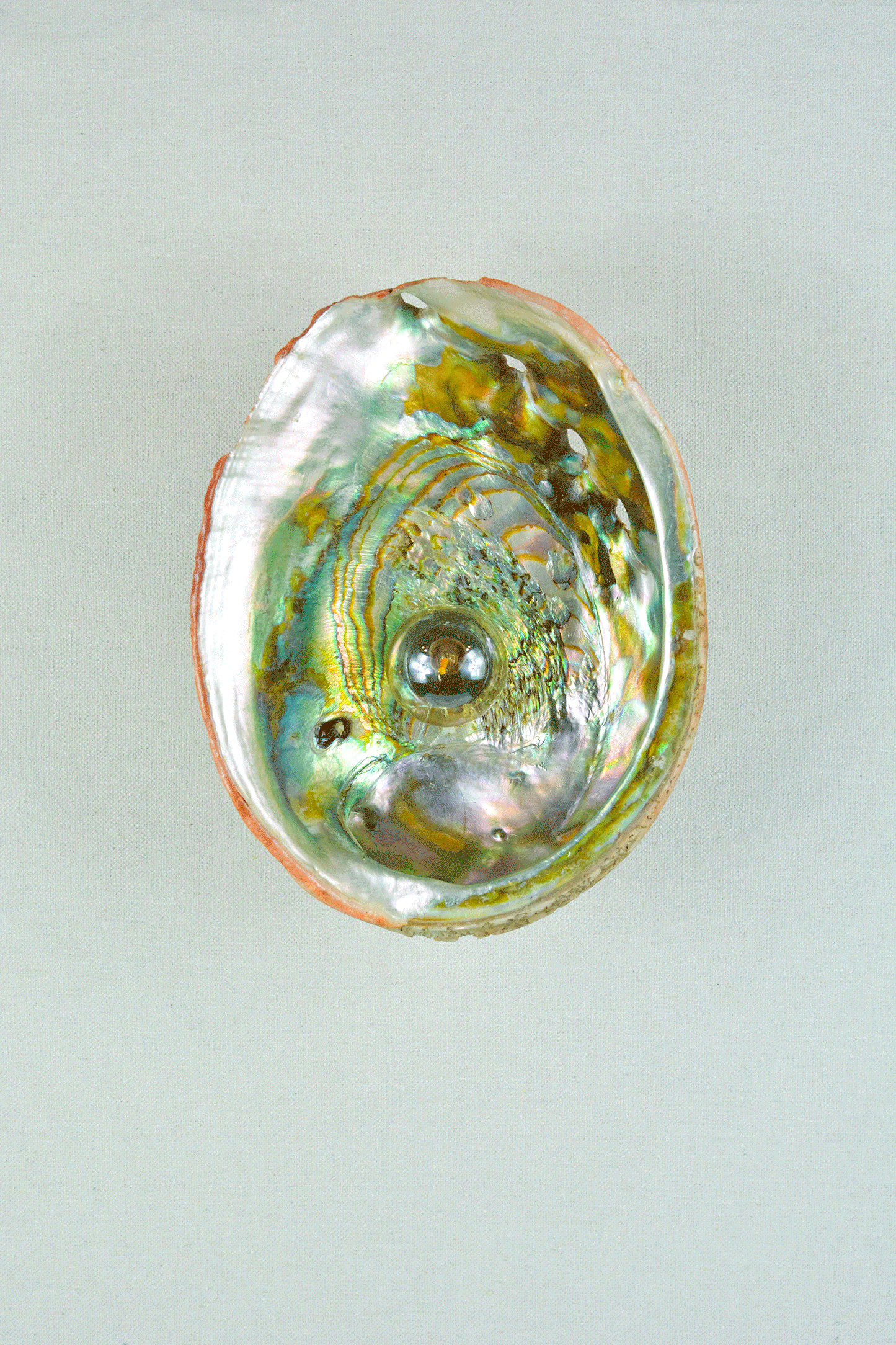 Abalone Siren's Sconce with Natural Seashell Shade — Model No. 021 - Tennant New York