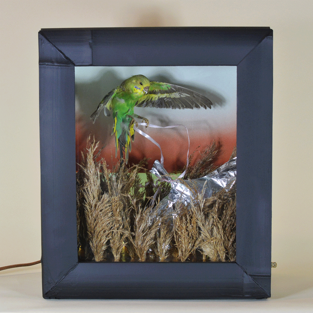 Field Camera 1 (Brookhaven Budgie), 2024 - Tennant New York