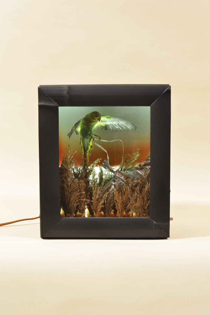 Field Camera 1 (Brookhaven Budgie), 2024 - Tennant New York