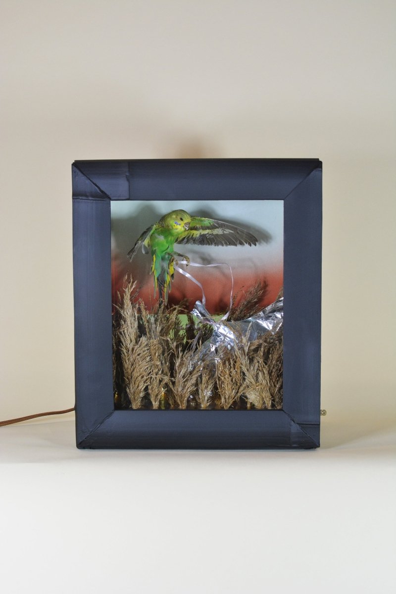 Field Camera 1 (Brookhaven Budgie), 2024 - Tennant New York