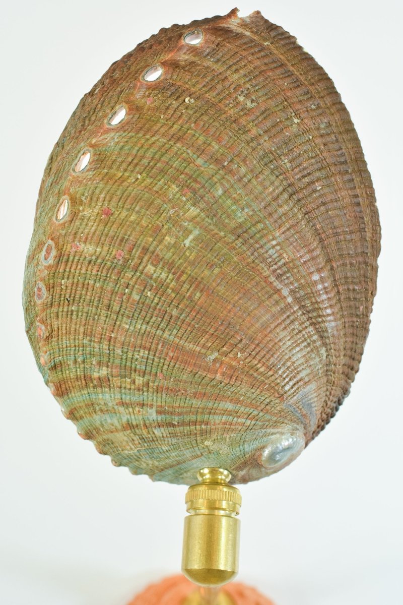 Ospedaletti II Reading Sconce in Fluted Brass with Natural Abalone Shell Shade — Model No. 028B - Tennant New York