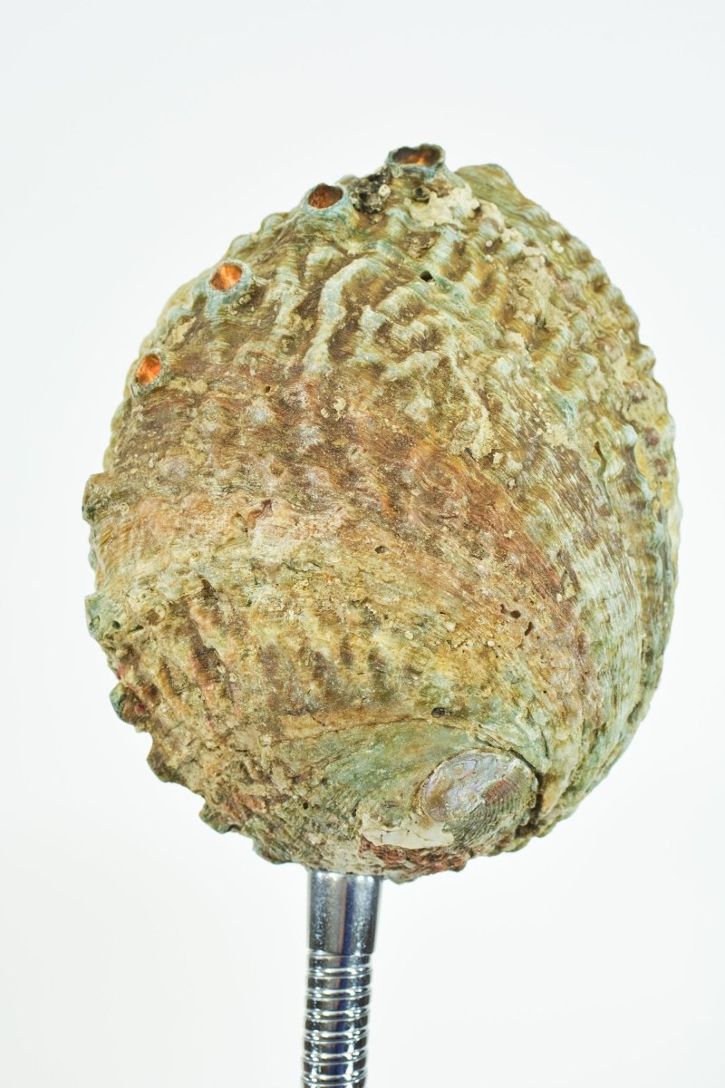 Strella Gooseneck Abalone Task Lamp — Model No. 049 - Tennant New York