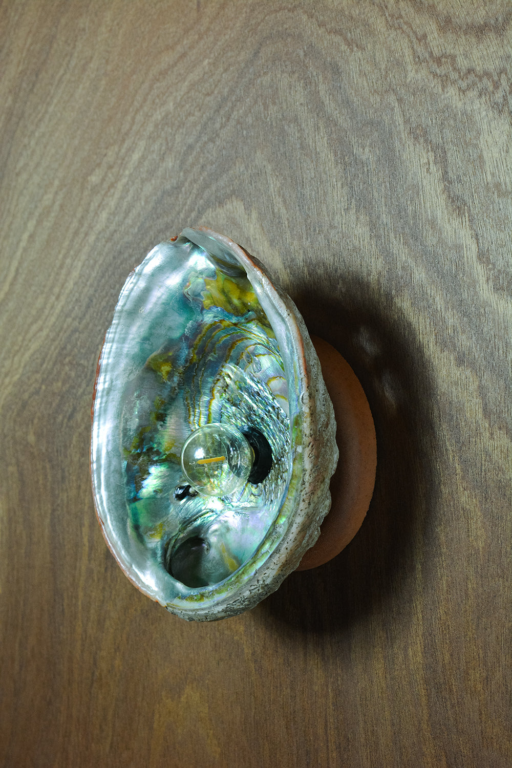 Abalone Siren's Sconce with Natural Seashell Shade — Model No. 021