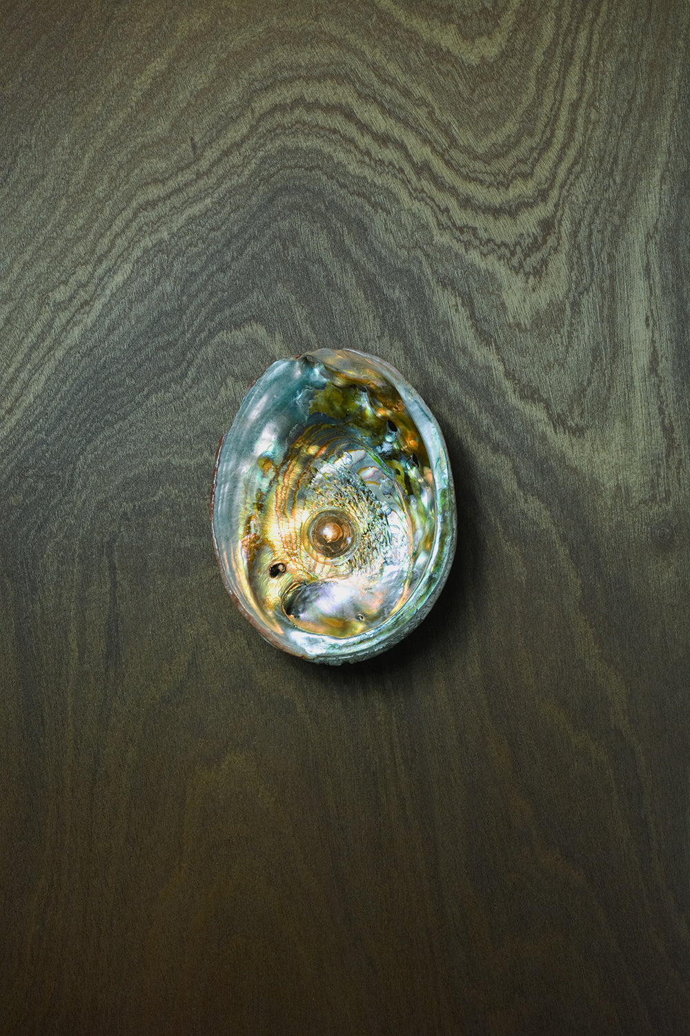 Abalone Siren's Sconce with Natural Seashell Shade — Model No. 021