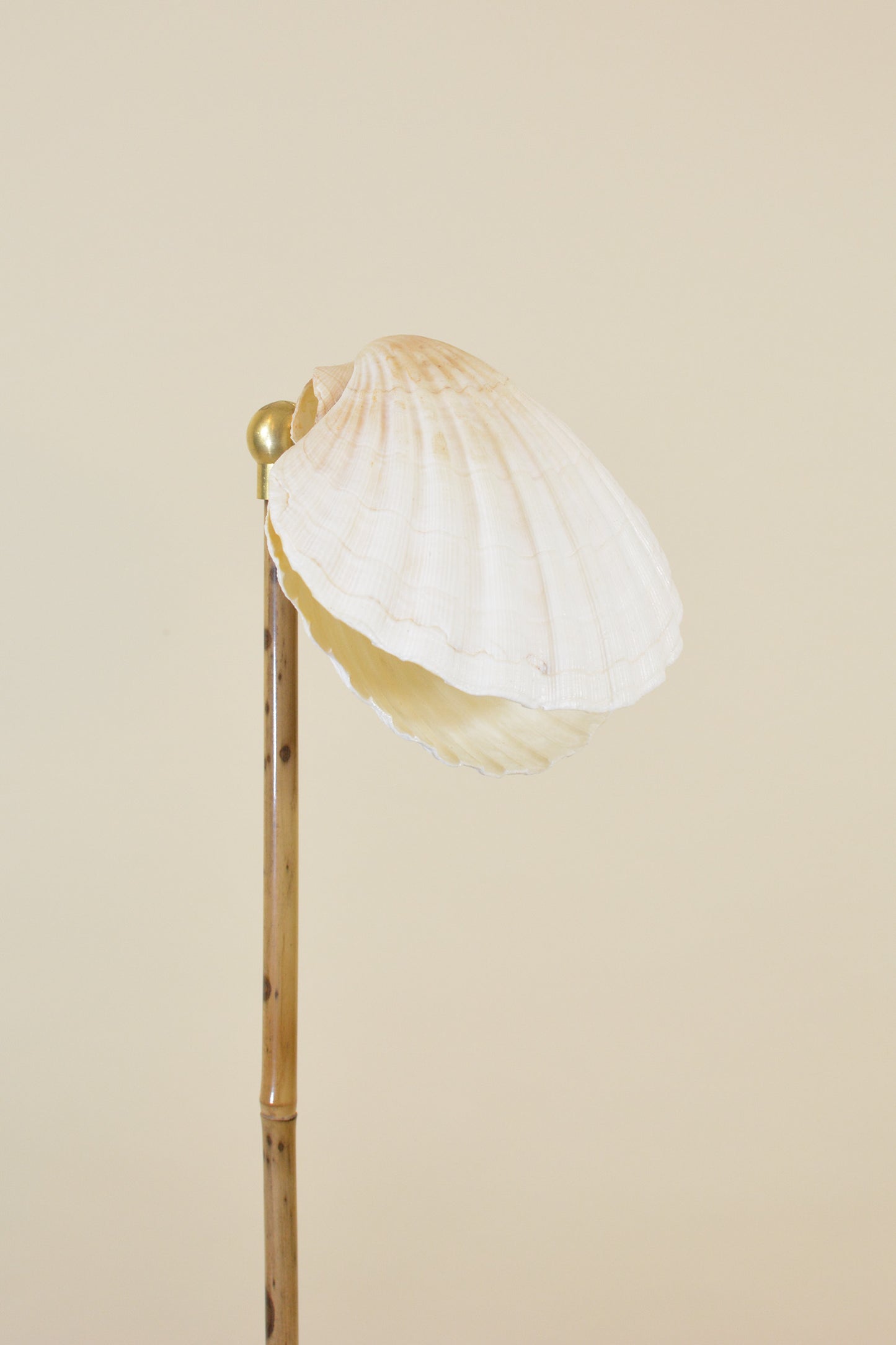 Sanremo Bamboo Reading Lamp in Coiled Black Leather and Marble with Natural Scallop Shell Shade — Model No. 027