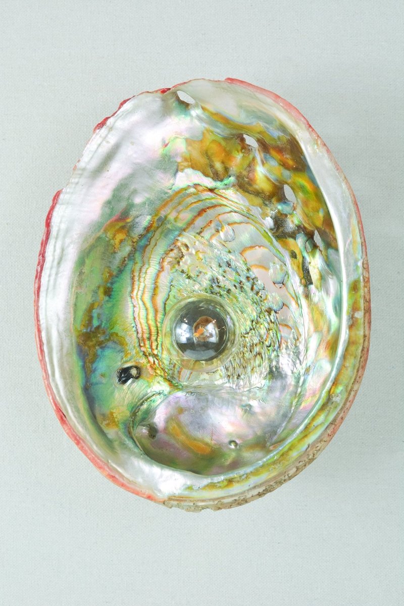 Abalone Siren's Sconce with Natural Seashell Shade — Model No. 021 - Tennant New York