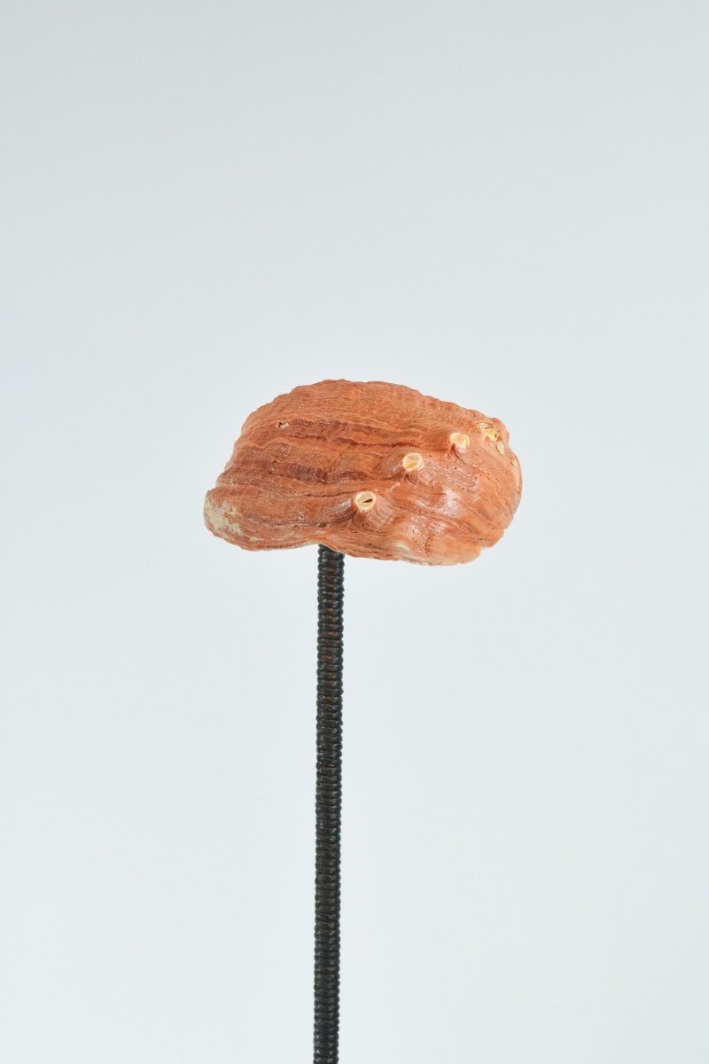 Double Abalone Library Lamp with Cast-Plaster Base and Seashell