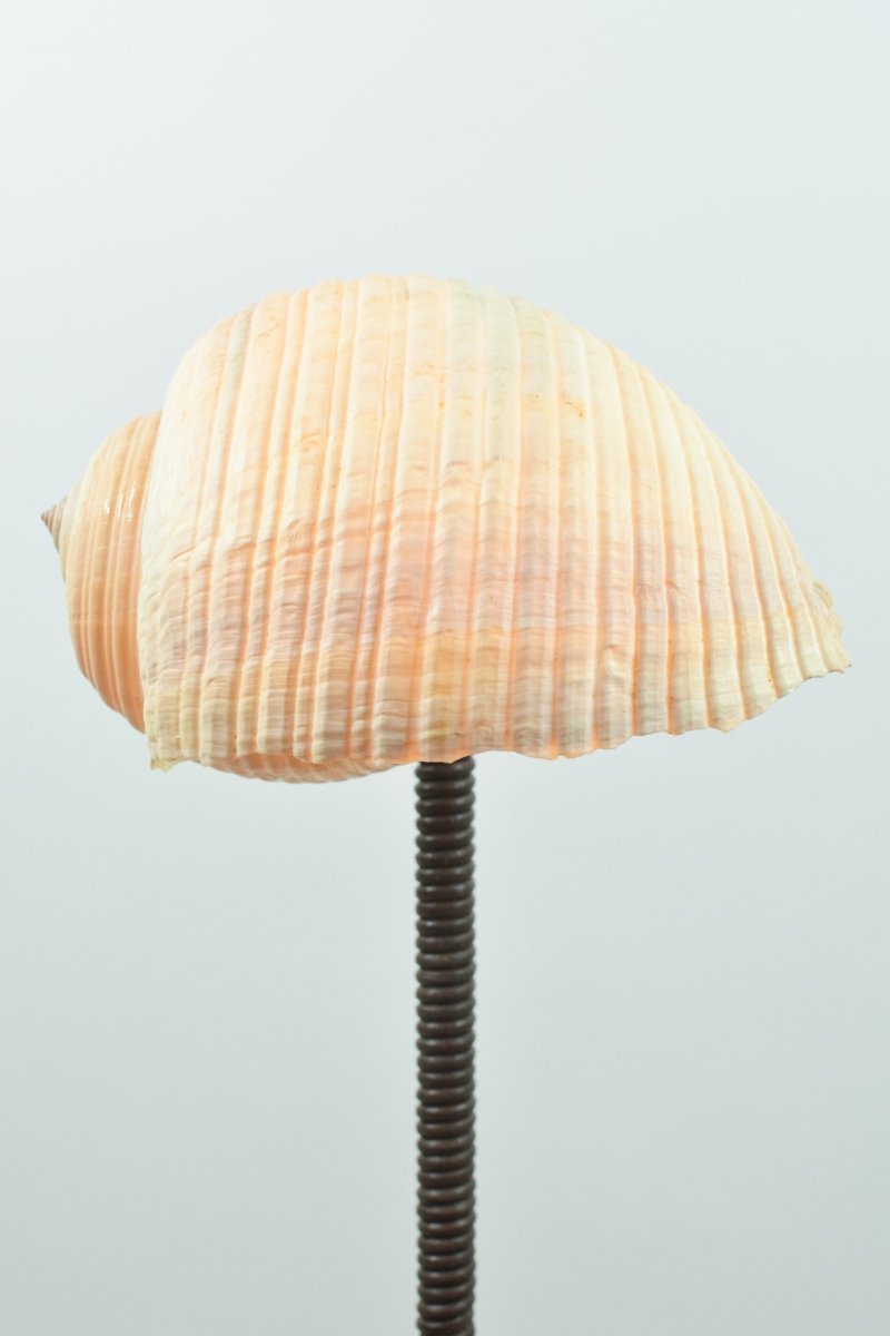 L’Escargot Table Lamp in Coiled Brown Leather with Natural Sea Snail Shade—Model No. 025B - Tennant New York