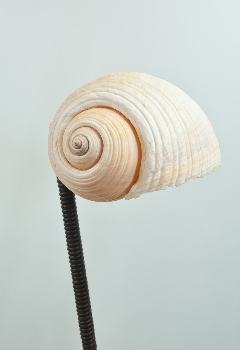 L’Escargot Table Lamp in Coiled Brown Leather with Natural Sea Snail Shade—Model No. 025B - Tennant New York