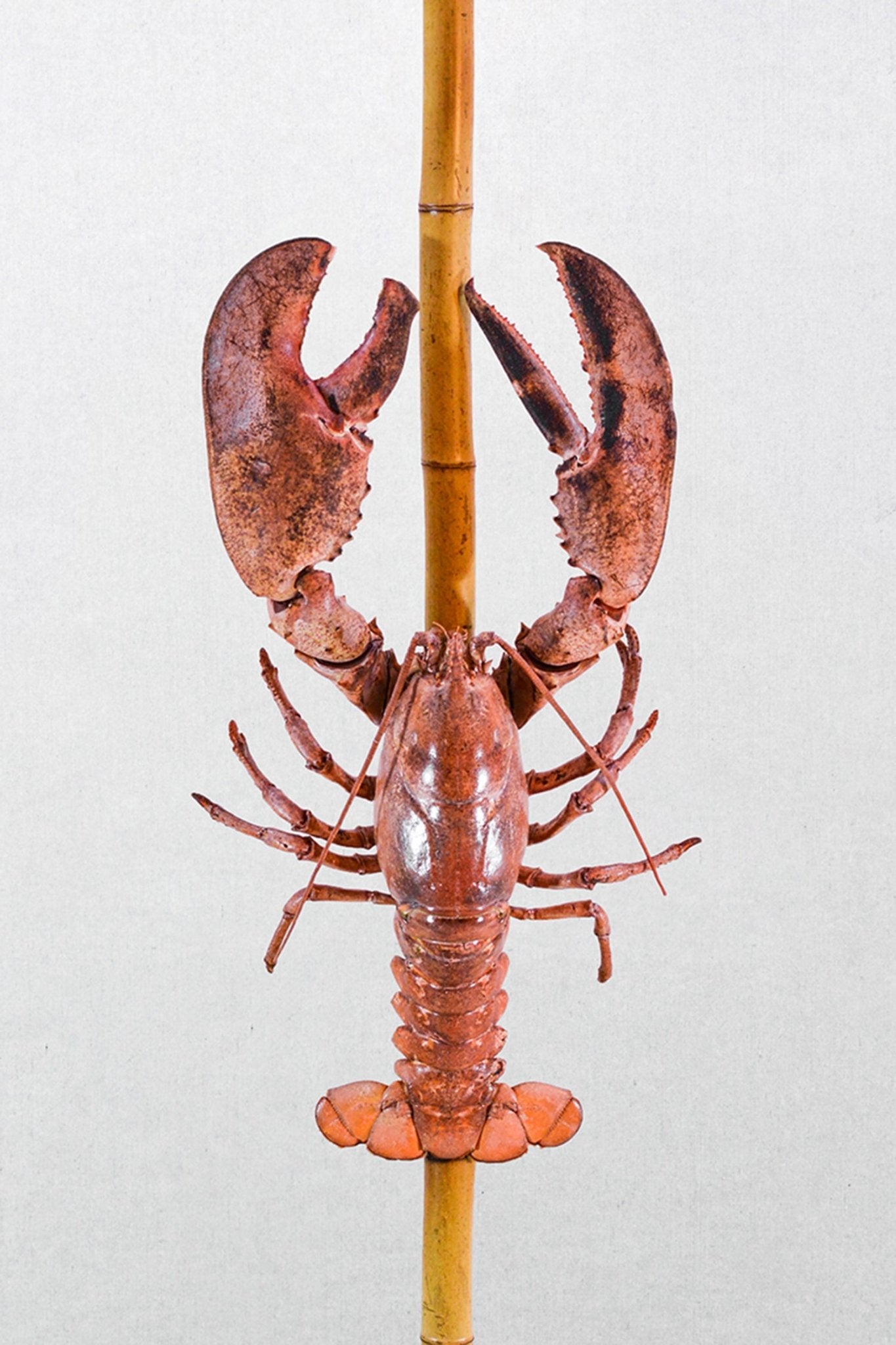 Jumbo Lobster Lamp, 2022 — Model No. 015 - Tennant New York
